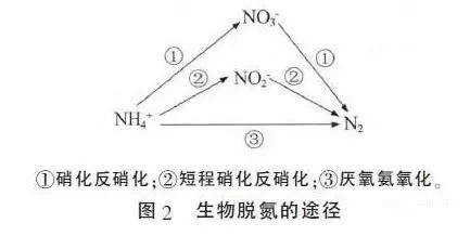 生物脫氨的途徑.jpg